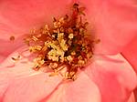 Hibiscus-Blüte